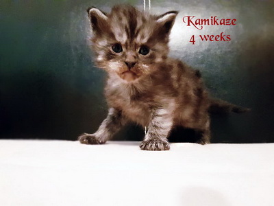 Kamikaze4weeks