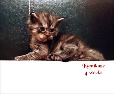 Kamikaze4weeks