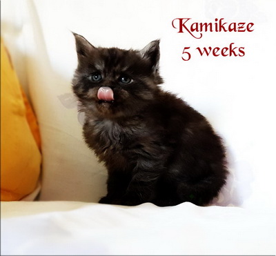 Kamikaze5weeks