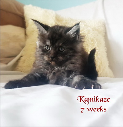 Kamikaze7weeks
