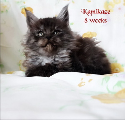 Kamikaze8weeks
