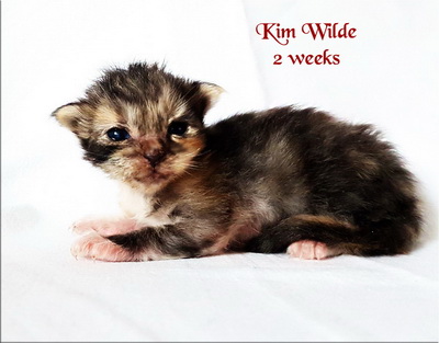 KimWilde2weeks