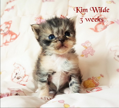 KimWilde3weeks