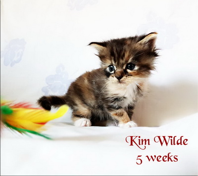 KimWilde5weeks