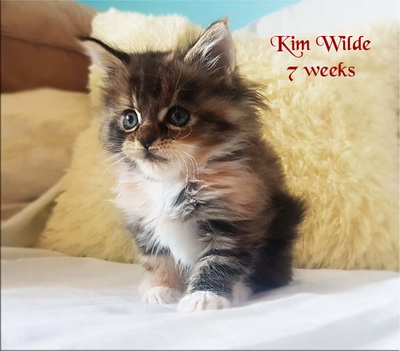KimWilde7weeks