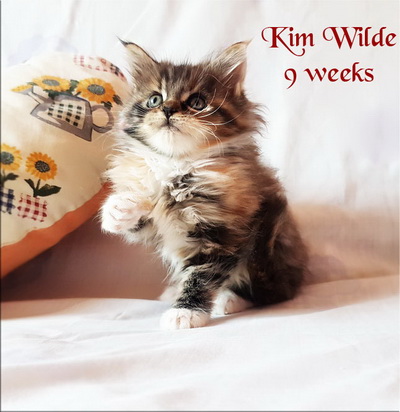 KimWilde9weeks