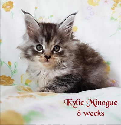 KylieMinogue8 weeks