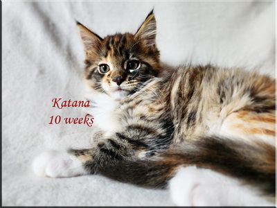katana10weeks