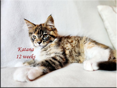 katana12weeks