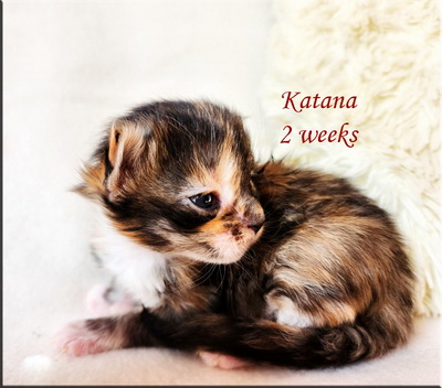 katana2weeks