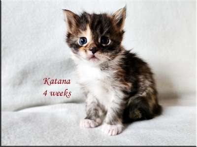 katana4weeks