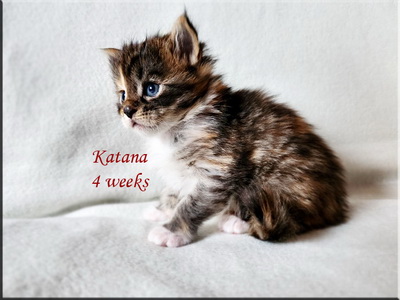 katana4weeks