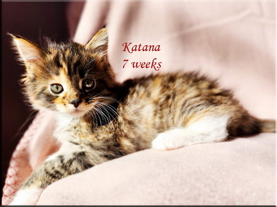 katana7weeks