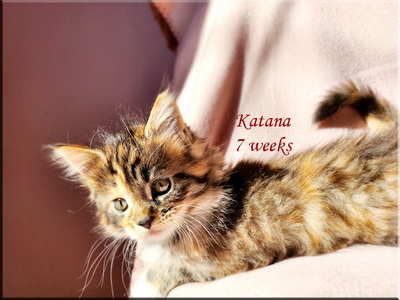 katana7weeks
