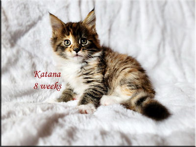 katana8weeks