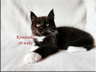 kawasaki10weeks