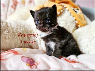 kawasaki3weeks