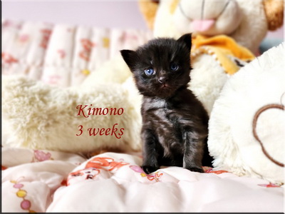 kimono3weeks