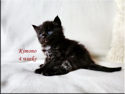 kimono4weeks