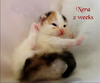 Nera2weeks