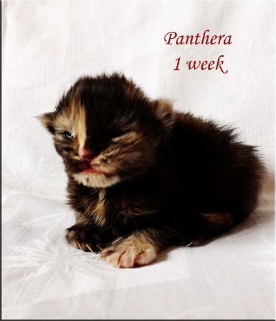 panthera1w1