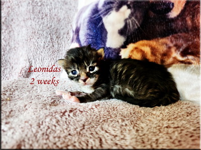 leonidas2 weeks