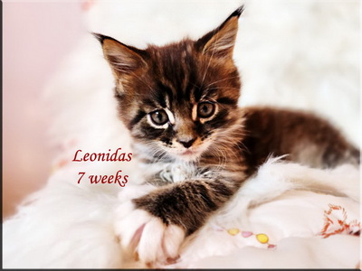 Loenidas7weeks